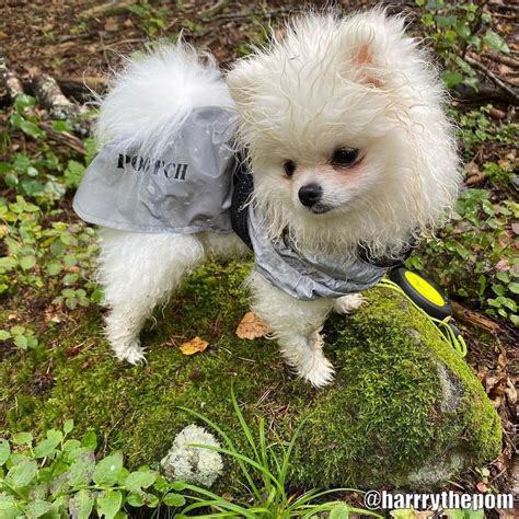 tinybuddy hund.